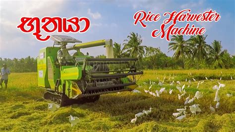 Rice Harvester Machine Simple Village Life Sri Lanka Bhuthaya Gopro