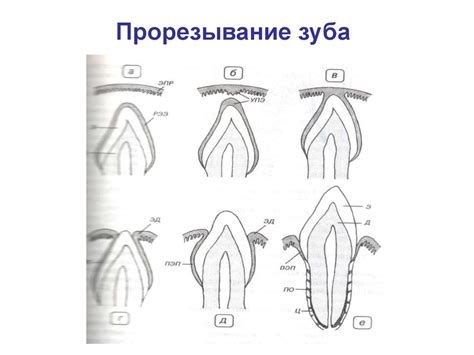 Развитие и прорезывание временных и постоянных зубов - презентация онлайн