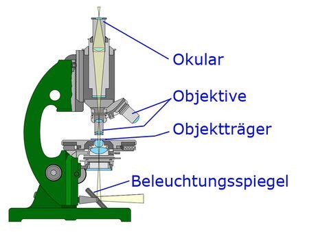 Mikroskop Einfach Kiwithek