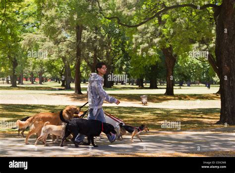 Cualidades De Un Buen Paseador De Perros