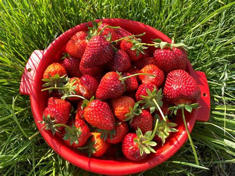 Erdbeeren Zum Selbstpfl Cken Jahreszeiten Regional Erleben