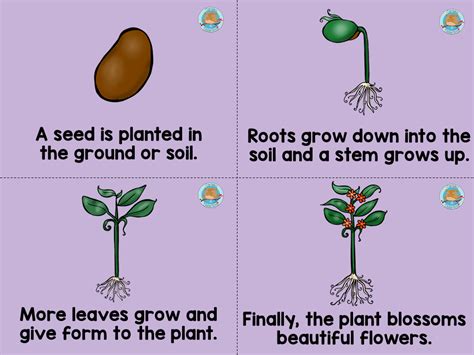 Ciclo Vida De Las Plantas En Inglés 4 Imagenes Educativas