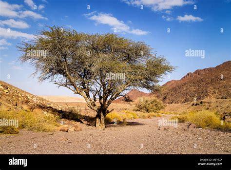 Lonely Dry Tree In Valley Of Arid Sandstone Negev Desert Near Eilat