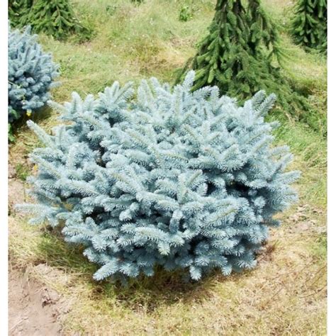 Ель Глаука Глобоза шаровидная подушка (Picea Glauca Globosa 40-60см ...