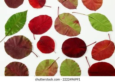 Colorful Red Green Fall Autumn Leaves Stock Photo 2222496991 Shutterstock