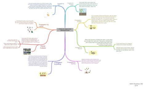 TYPES OF VEGETATIVE REPRODUCTION, Selen Eryılmaz 182 10-A - Coggle Diagram