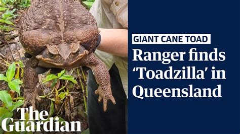 Toadzilla Massive 27kg Cane Toad Found In Queensland Australia