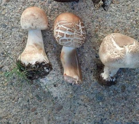 Mushroom Identification In Colorado Mushroom Hunting And