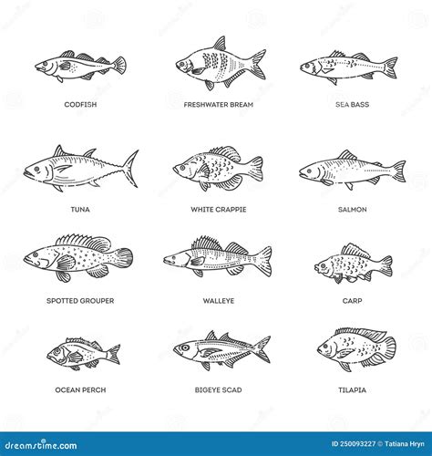 Vector Set Of Fish Types Marine Ocean Fish And Freshwater Fish Stock