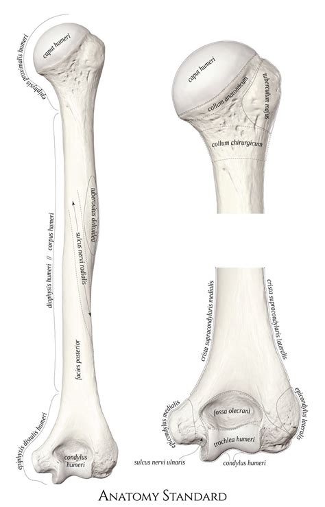 Right Humerus The Posterior Aspect Body Anatomy Arm Bones Anatomy