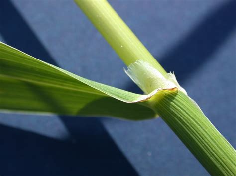 Reed Canarygrass