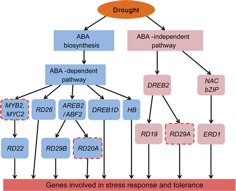 Transcriptome Analysis Revealed Gene Regulatory Network Involved In Peg Induced Drought Stress