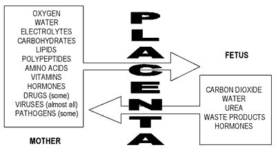 The Placenta A Mathematical Model Science Features Naked Scientists