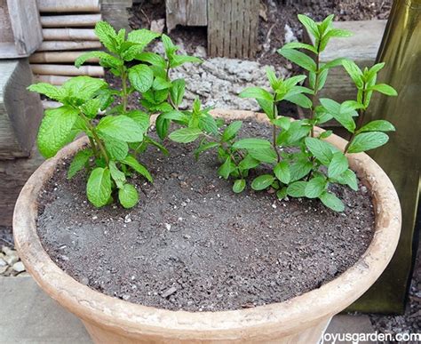 Mint Plant Care: How To Care For and Plant This Fragrant Herb