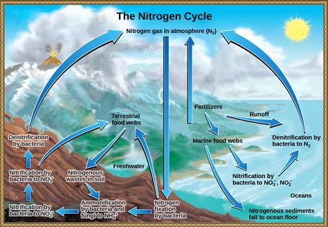 Biogeochemical Cycles Openstax Biology 2e