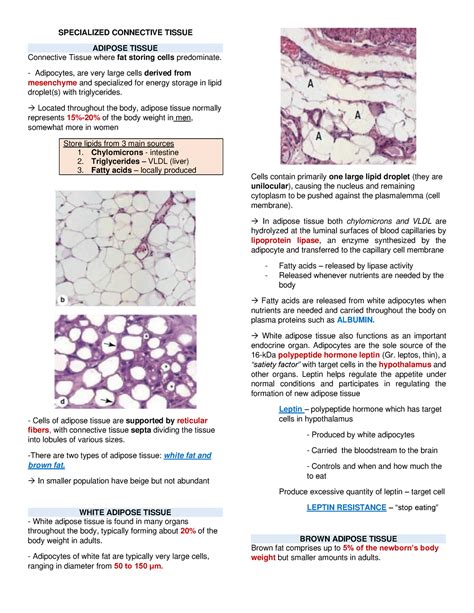 Histology Specialized Connective Tissue Specialized Connective