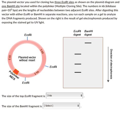 Solved The Plasmid Vector You Used For Cloning Has Three Ecori Sites