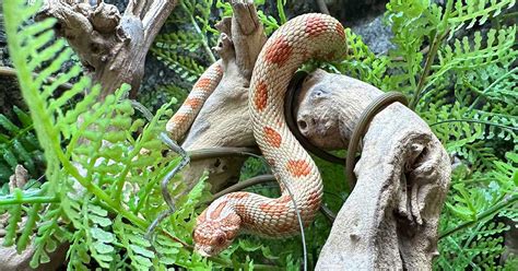 Are Hognose Snakes Good Pets? - XYZReptiles