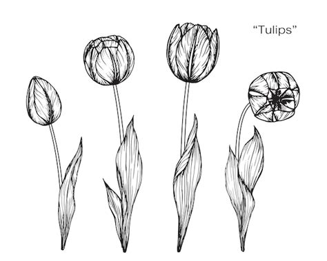 Tulip Bloem Tekening Illustratie Premium Vector