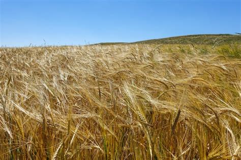 Imágenes de espigas de cebada cultivo de cebada y tiempo de cosecha de