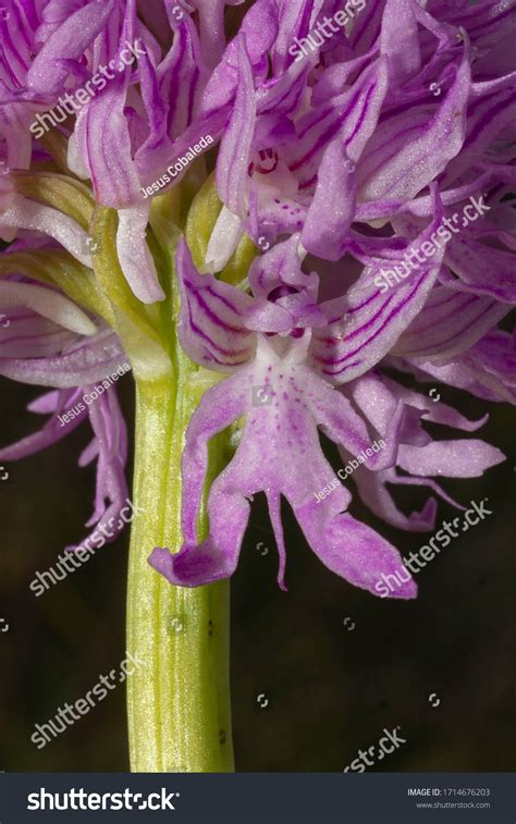 Naked Man Orchid Italian Orchid Orchis Stock Photo Shutterstock