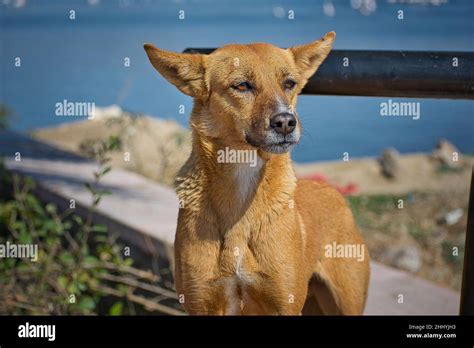 De Que Raza Son Los Perros Callejeros En La India