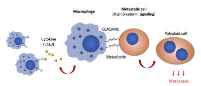 HKU Biologists Reveal A Novel Macrophages Mediated Mechanism That