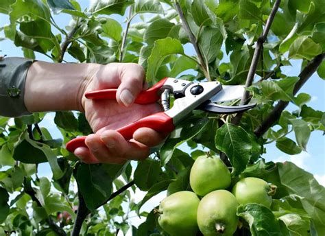 How To Prune An Apple Tree A Step By Step Guide