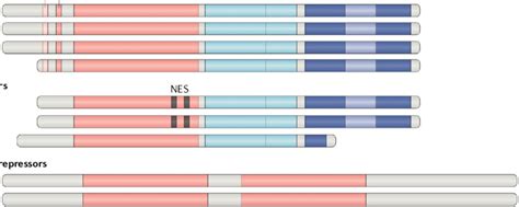 | Overview of conserved domains present in e2F proteins. All E2Fs share ... 