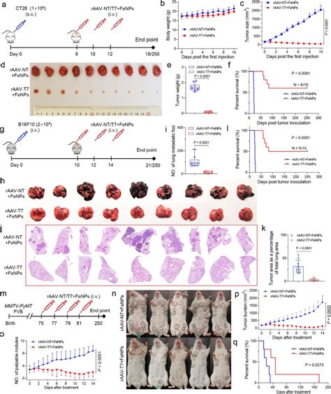 The Antitumor Effects Of FAST In Three Tumor Models Of Mice Af The In