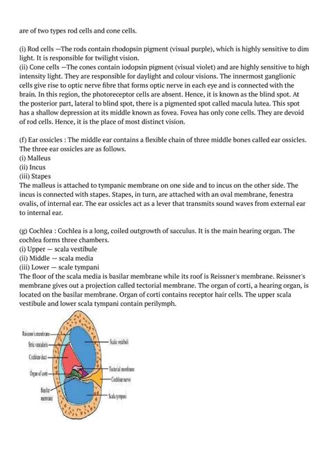 Ncert Solutions For Class 11 Biology Chapter 18 Neural Control And