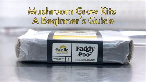 Mushroom Grow Kits - A Beginner's Guide