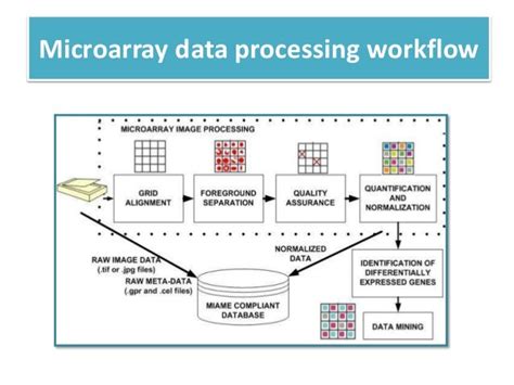 DNA Microarray and Analysis of Metabolic Control