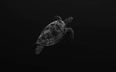 Brown Turtle Underwater · Free Stock Photo