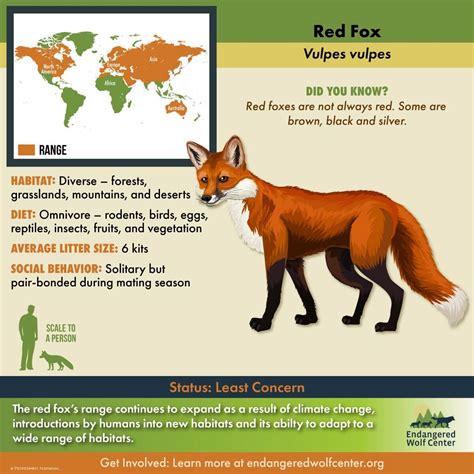 red fox endangered wolf center
