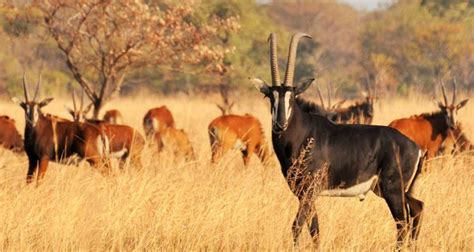 Malawi government worries over wildlife | Malawi 24 | Latest News from Malawi