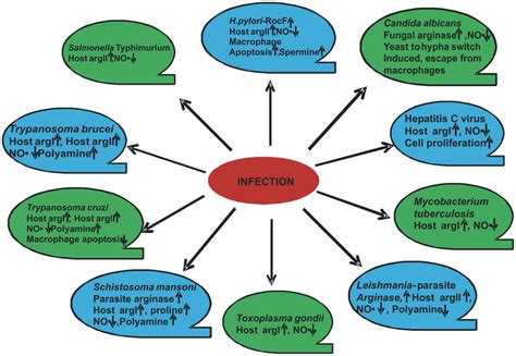 Modulation of arginase by various pathogens. | Download Scientific Diagram