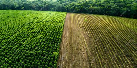symbolism  forest clearing  agriculture deforestation