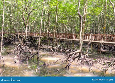 Mangrove swamp stock image. Image of kilim, malaysia - 27450367