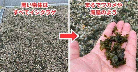 なぜ増える？黒いブヨブヨした庭のイシクラゲを駆除する方法 Kusakaroo｜くさかるー