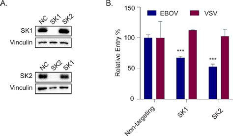 Sk Knockdown Blocks Ebov Gp Mediated Entry In Ht Cells Ht