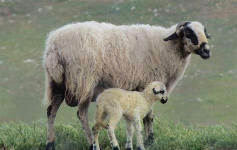 Lambs of the World: 46 Lamb Types | TasteAtlas