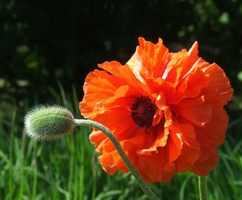 big poppy 1 by mgv4 on DeviantArt