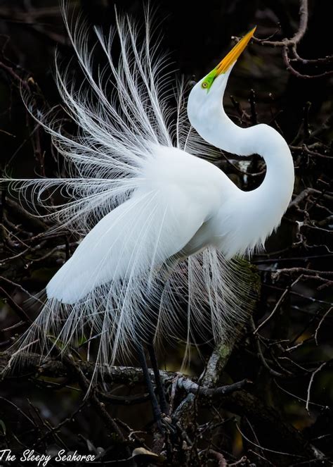 Bird Photography White Egret Great Egret Print Florida Etsy