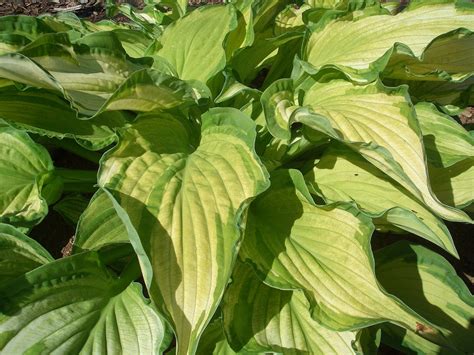 HOSTA fortunei var. albopicta - Avondale Nursery