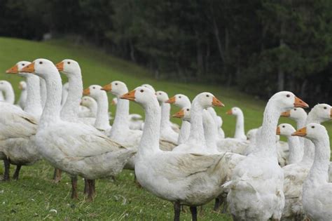 Un Grupo De Gansos Blancos Caminando Por Un Prado Verde Foto Premium