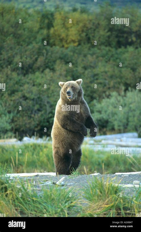 Grizzly Brown Bear Ursus Arctos Standing Erect On Its Hind Legs Looking Over Its Shoulder At