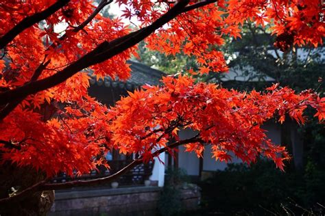 来栖霞山看红枫，爱上秋天的南京 知乎