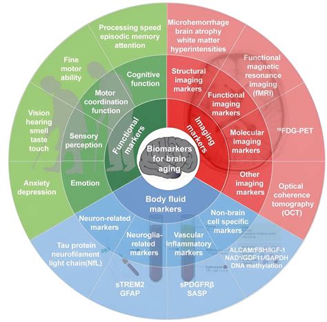 A Framework Of Biomarkers For Brain Aging