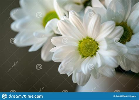 Flor Do Cris Ntemo Close Up Do Cris Ntemo Branco Fundo Natural Floral